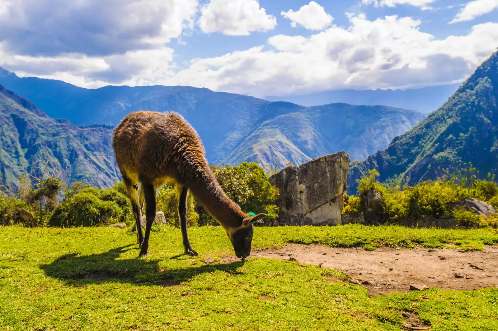 alone lama walks over the mountains of peru alone lama walks over the mountains of peru
