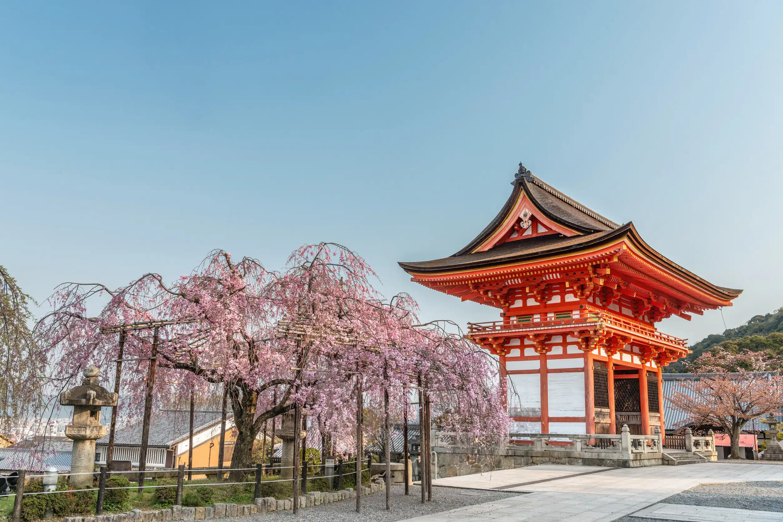 ancient temple with cherry flowers at spring time ancient temple with cherry flowers at spring time