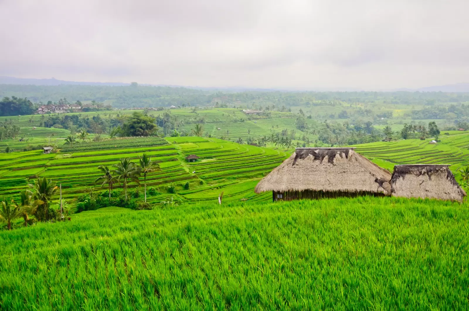 bali jati luwih rice terraces bali jati luwih rice terraces