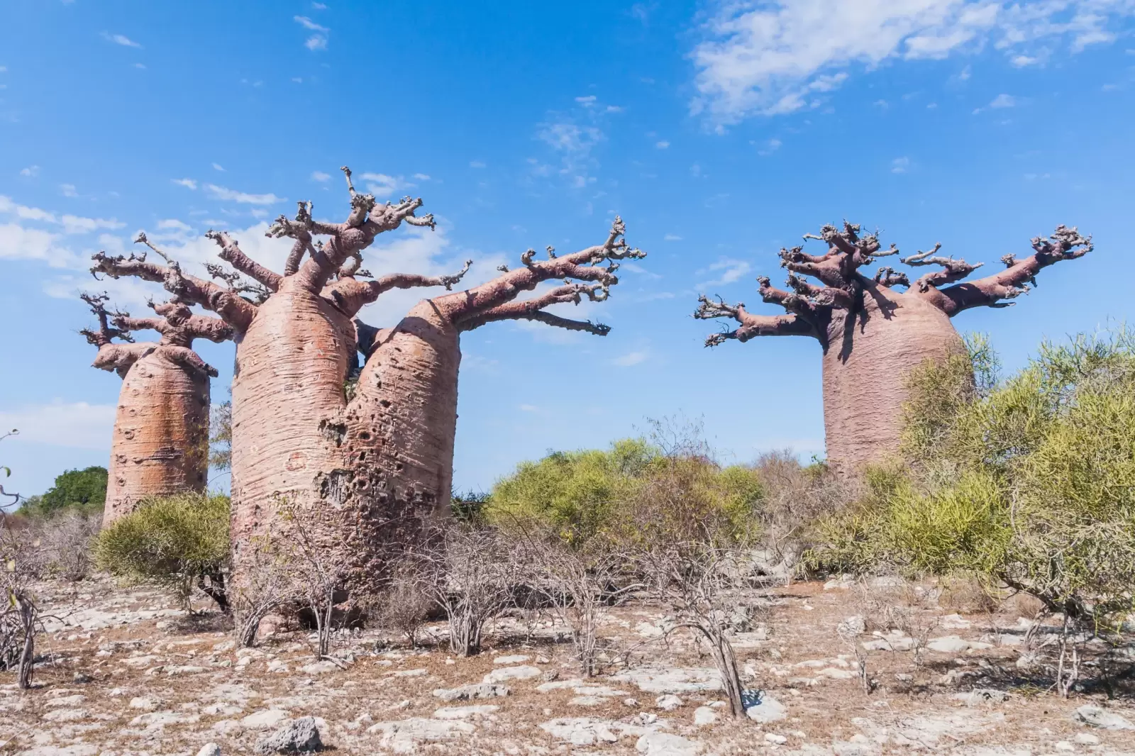 baobabs forest near andavadoaka western madagascar.