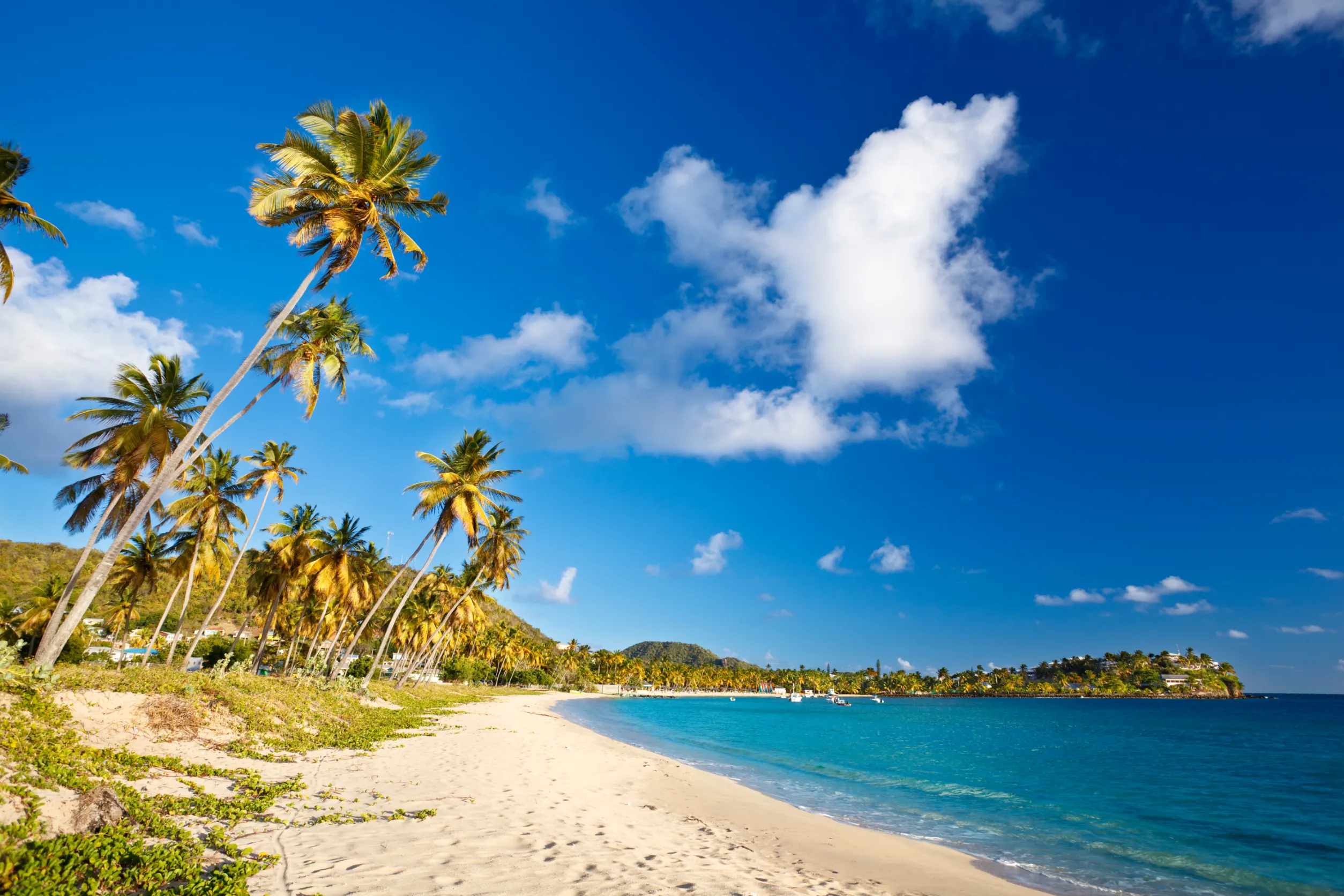 beautiful caribbean beach in antigua with palm trees and blue sky beautiful caribbean beach in antigua with palm trees and blue sky