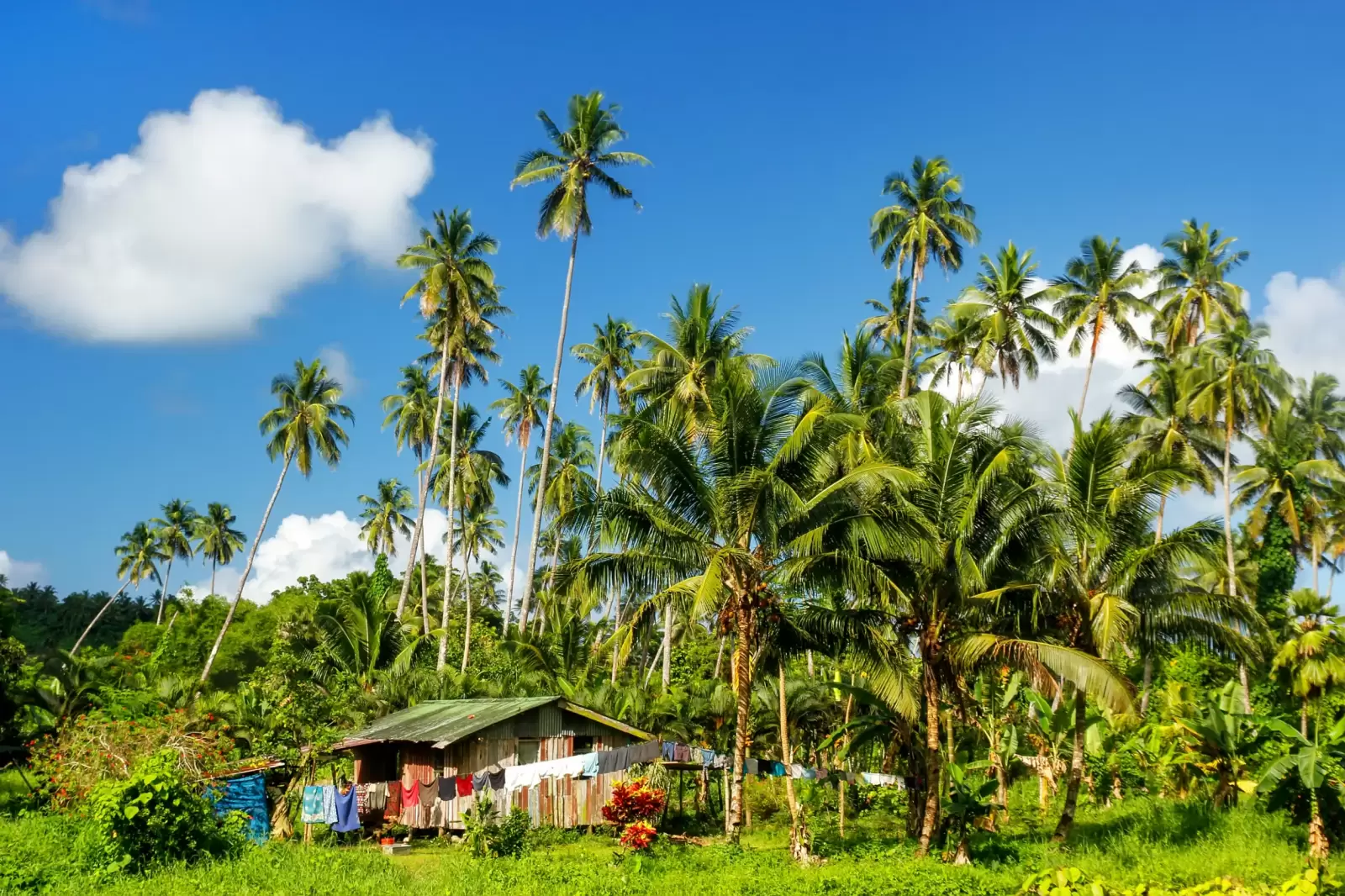 bouma village surrounded by palm trees on taveuni island fiji taveuni bouma village surrounded by palm trees on taveuni island fiji taveuni