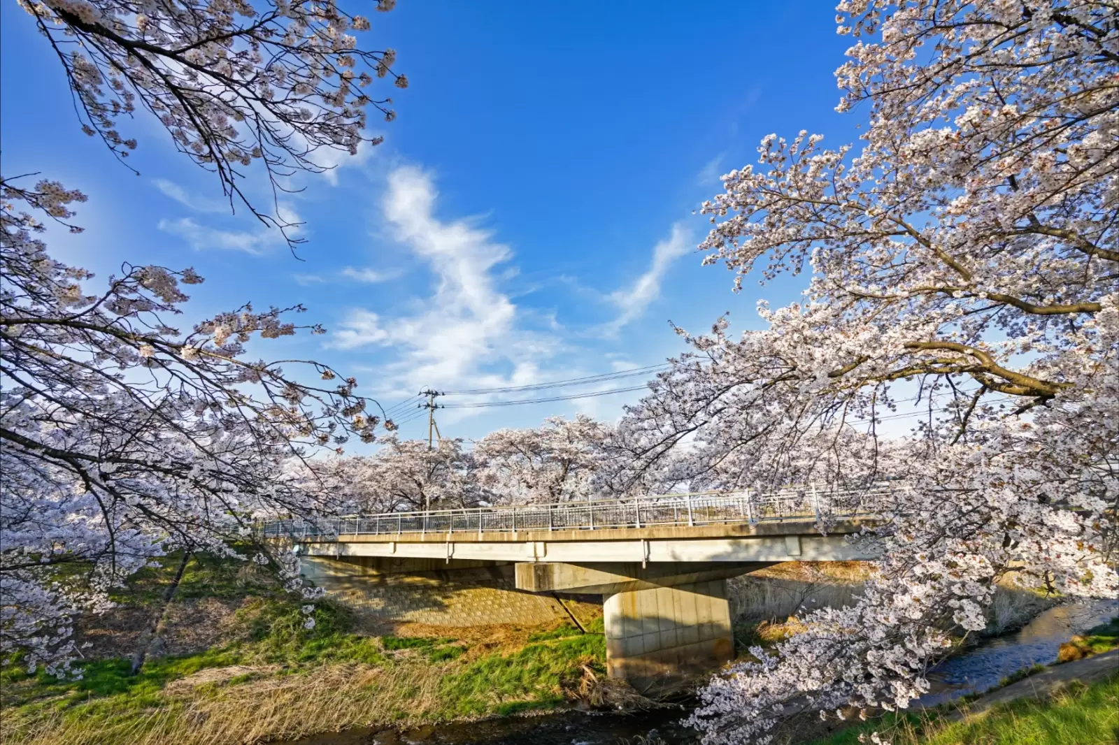 bridge around with beautiful cherry blossoms sakura flowers in japan bridge around with beautiful cherry blossoms sakura flowers in japan