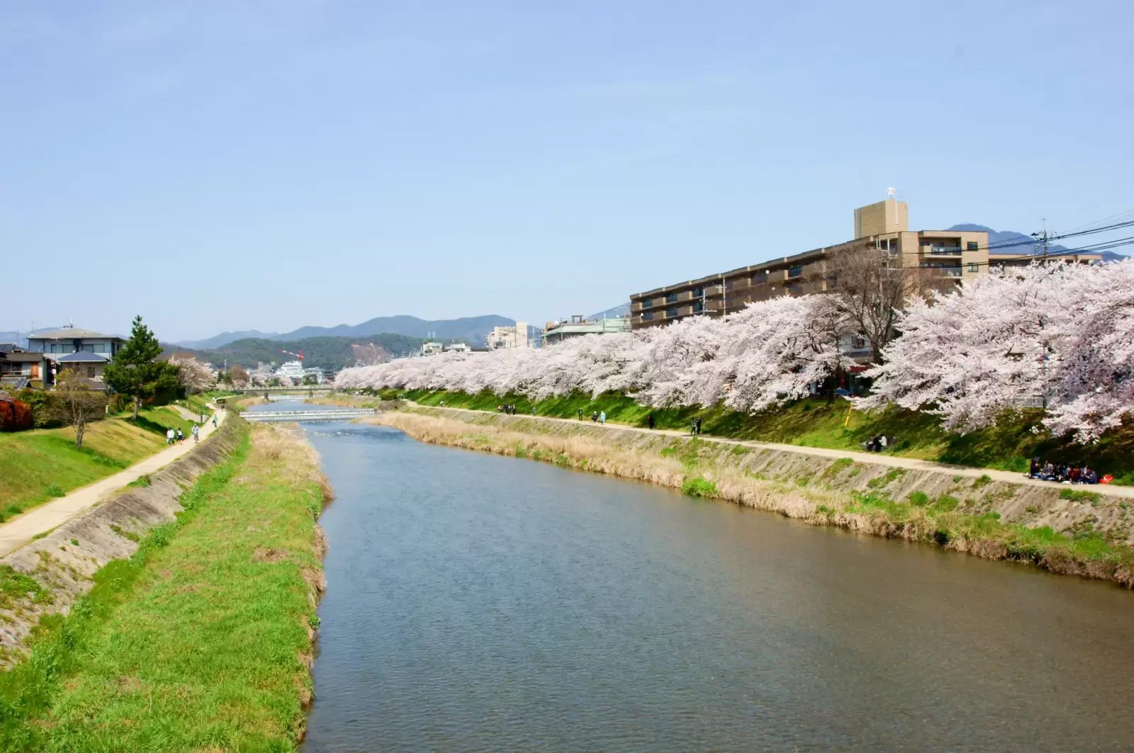 cherry blossom kyoto japan cherry blossom kyoto japan