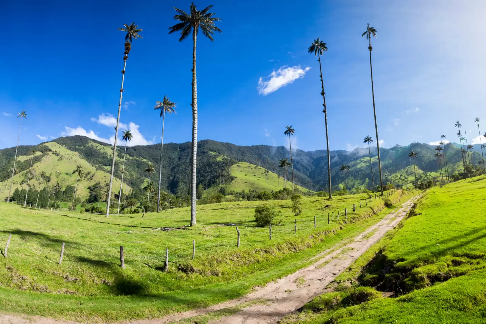 cocora valley near salento with enchanting landscape of pines and eucalyptus cocora valley near salento with enchanting landscape of pines and eucalyptus