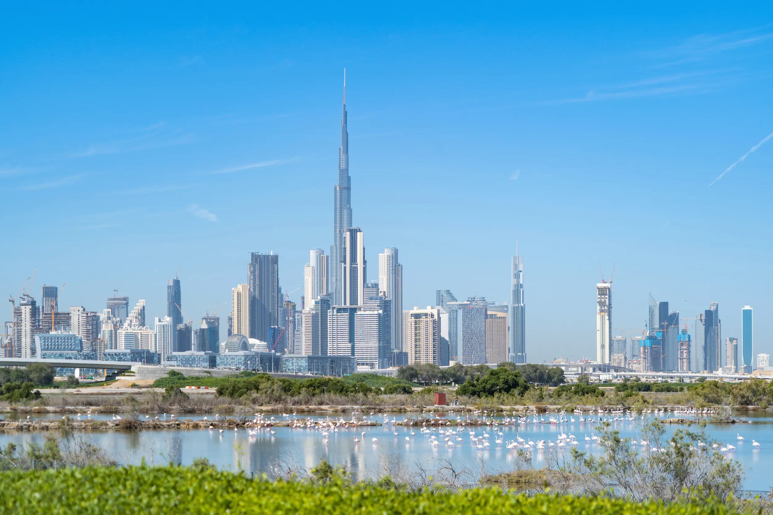 flamingo birds in zoo park with dubai downtown flamingo birds in zoo park with dubai downtown