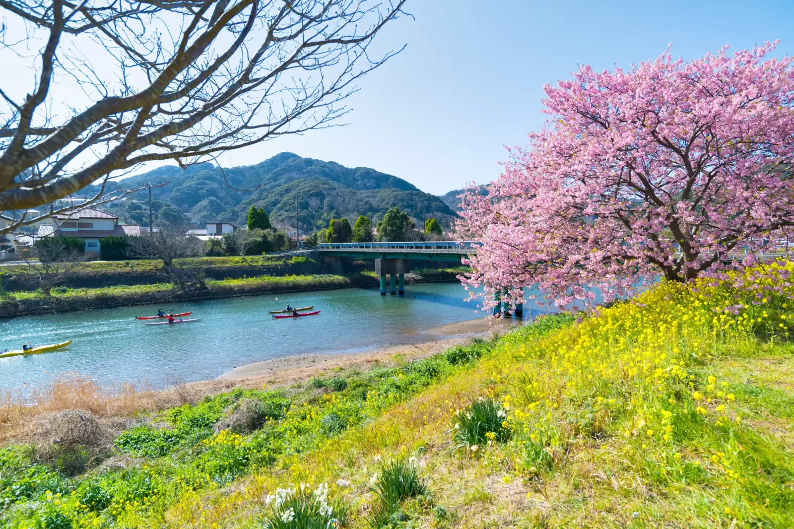 flower festival of cherry blossoms and greens flower festival of cherry blossoms and greens