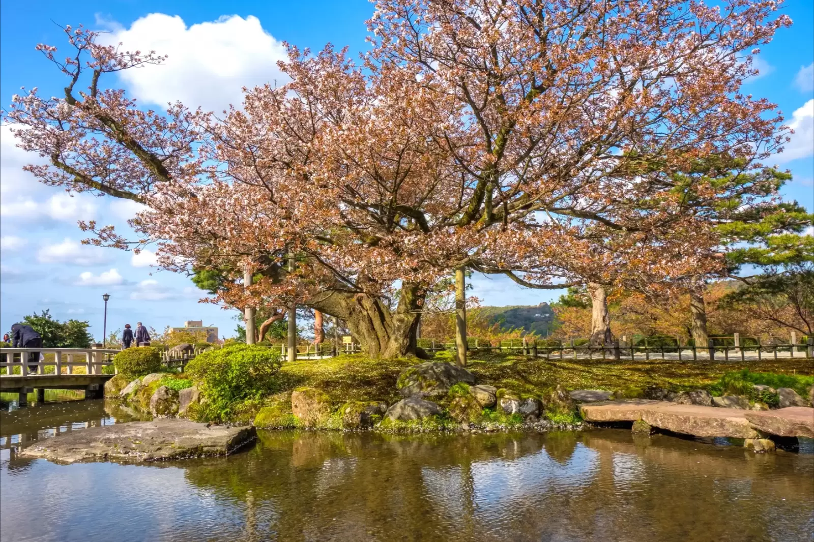 full bloom cherry blossom in kenrokuen garden one of japan s three most beautiful full bloom cherry blossom in kenrokuen garden one of japan s three most beautiful