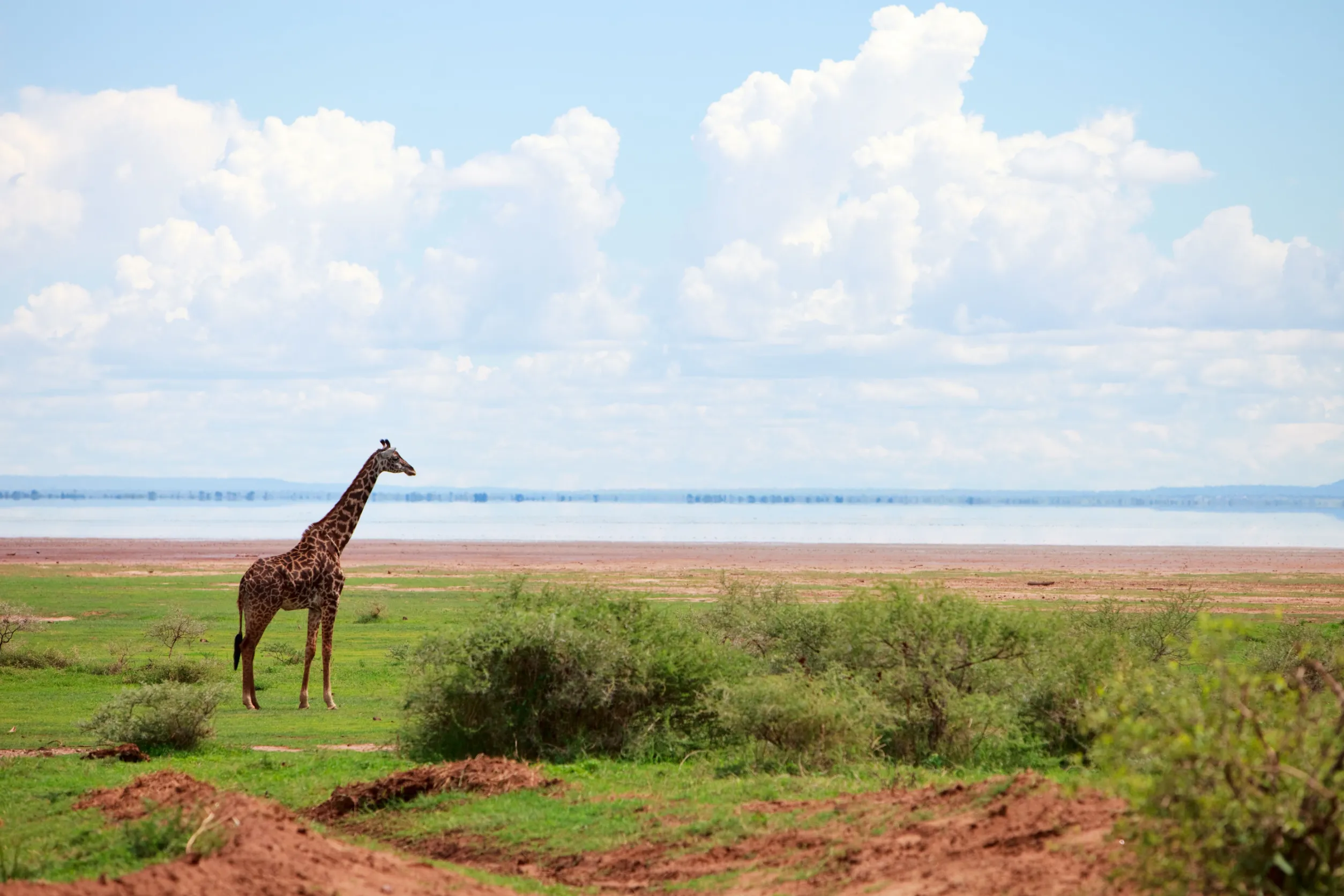 giraffe in lake manyara national park tanzania giraffe in lake manyara national park tanzania