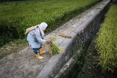 Labour Shortage in Japan&rsquo;s Food & Beverage Sectors