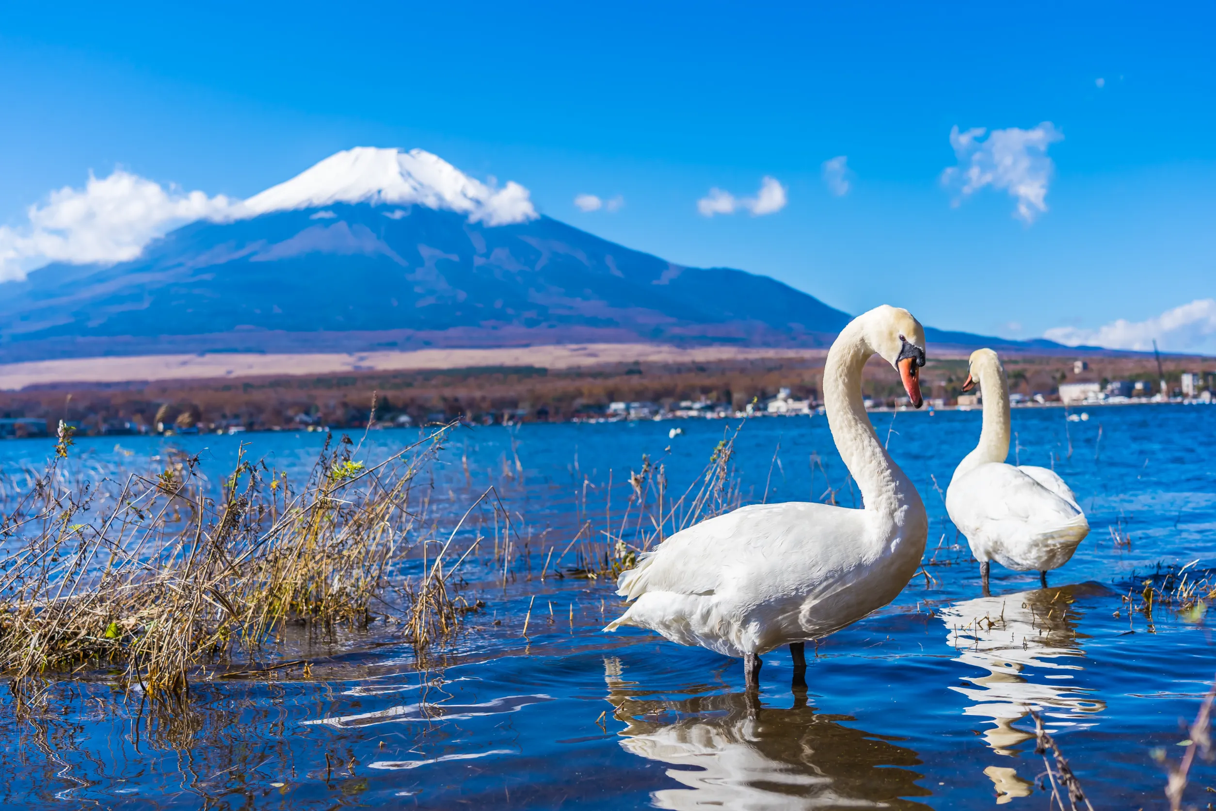landscape of mountain fuji with white swan around yamanakako lake japan landscape of mountain fuji with white swan around yamanakako lake japan