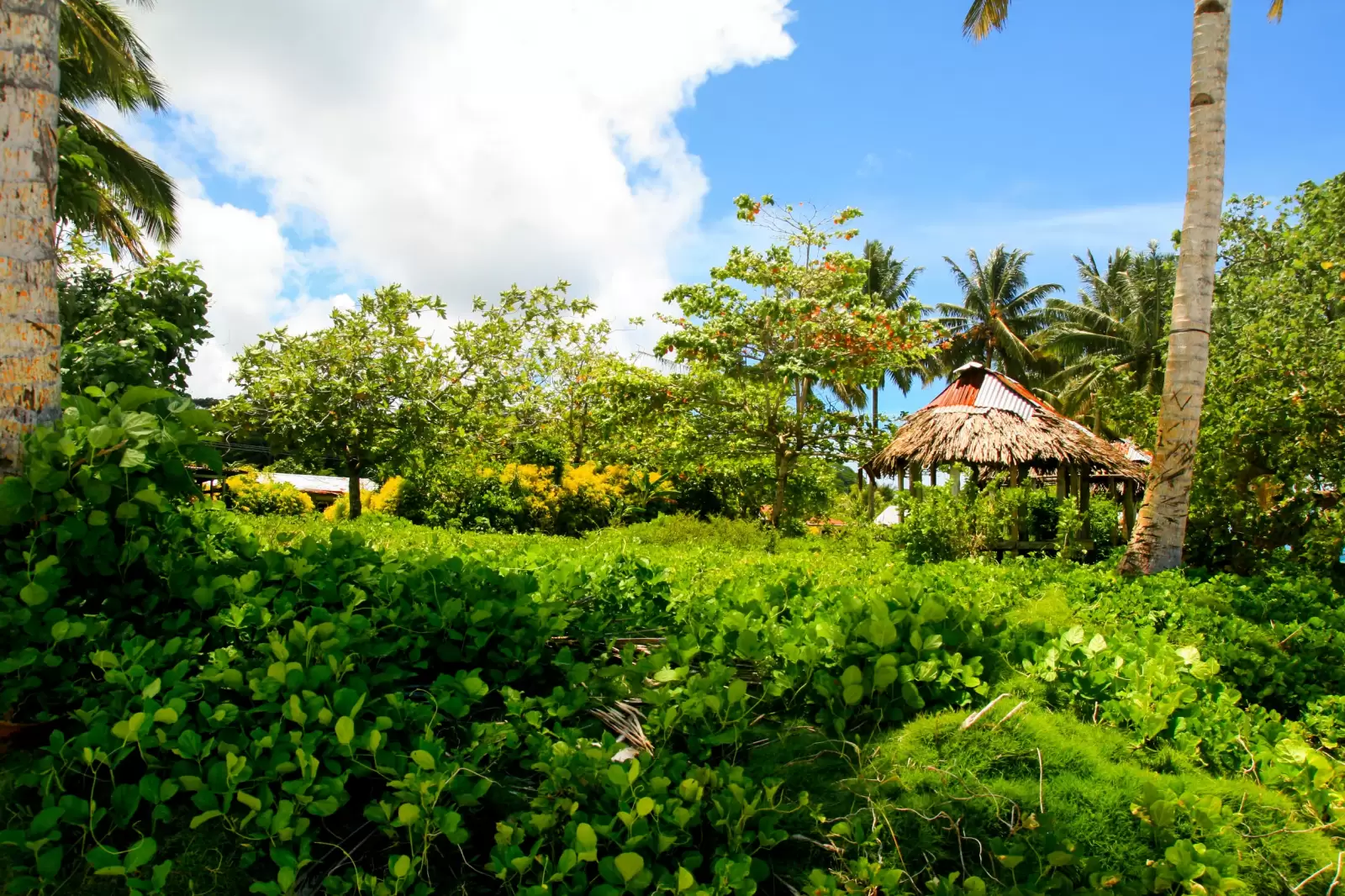 nuku alofa tonga beach