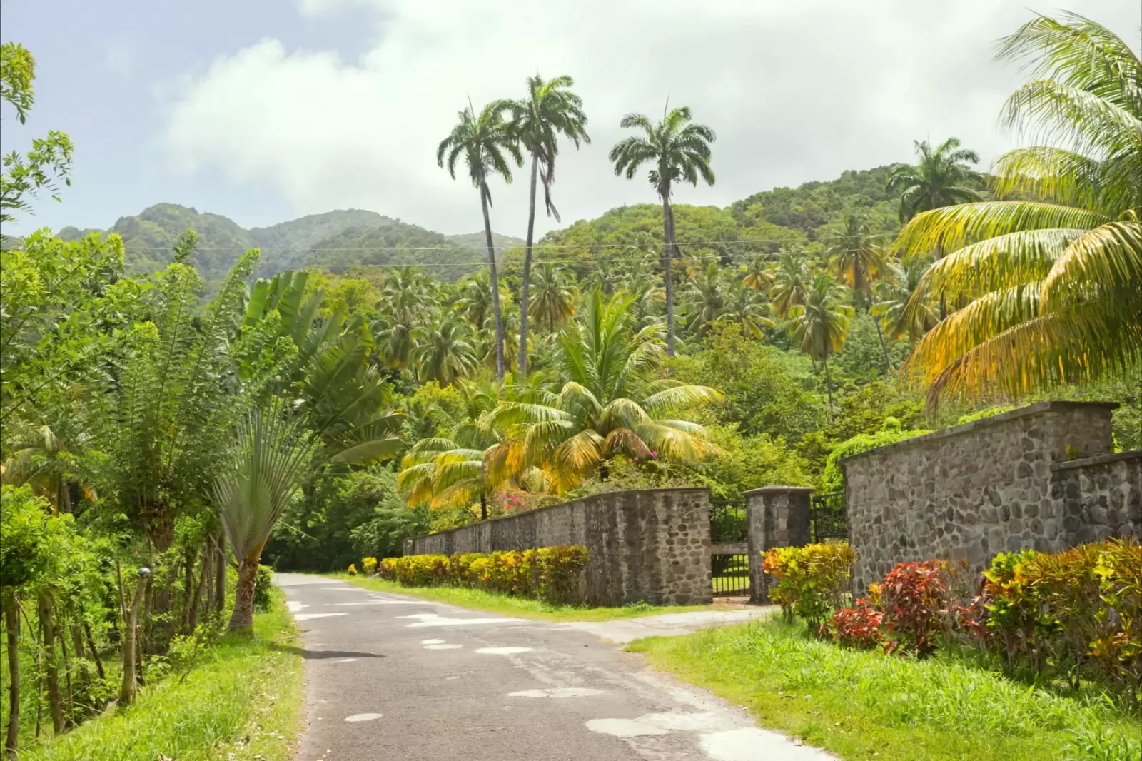 palm trees by the roadside palm trees by the roadside
