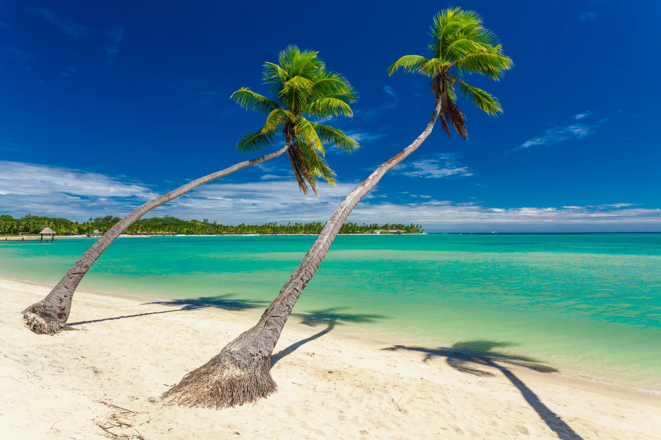 palm trees on a white sandy beach at plantation island fiji palm trees on a white sandy beach at plantation island fiji