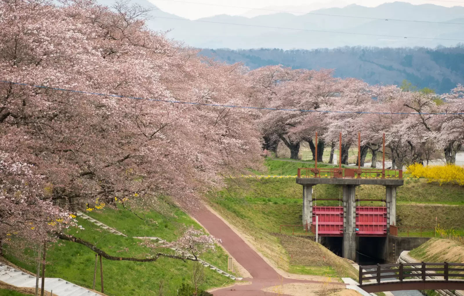 shiroishi river funaoka japan with row of full bloom cherry tree in spring shiroishi river funaoka japan with row of full bloom cherry tree in spring