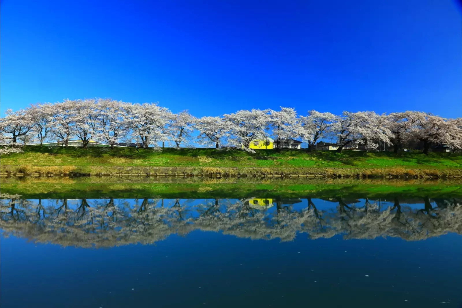 spring cherry tree roadside trees spring cherry tree roadside trees