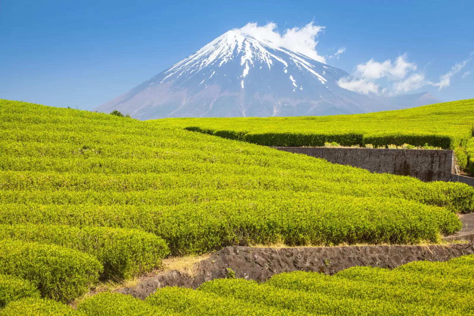 tea farm and mount fuji in spring at shizuoka tea farm and mount fuji in spring at shizuoka