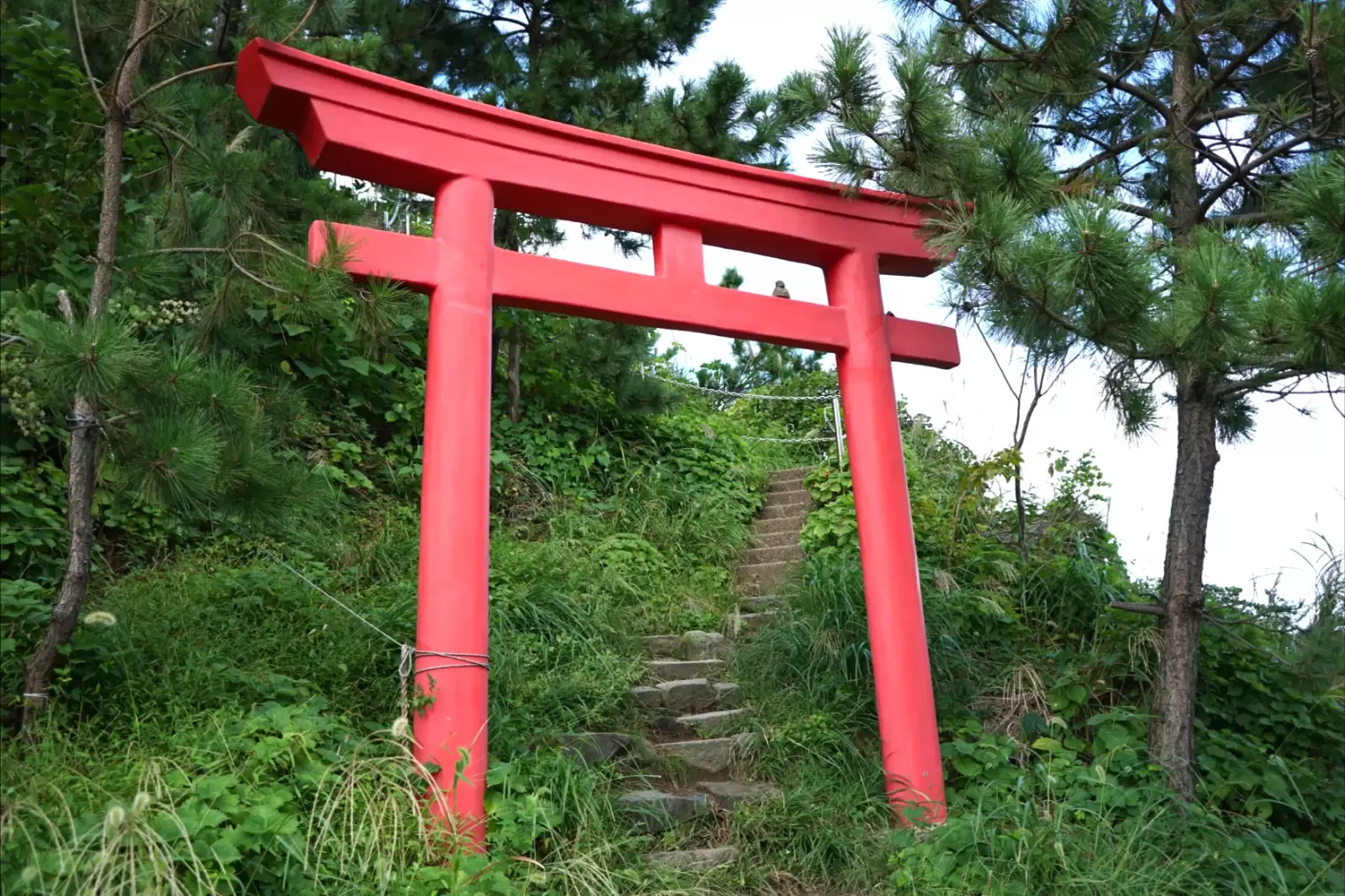 the shinto gateway torii in niigata japan the shinto gateway torii in niigata japan