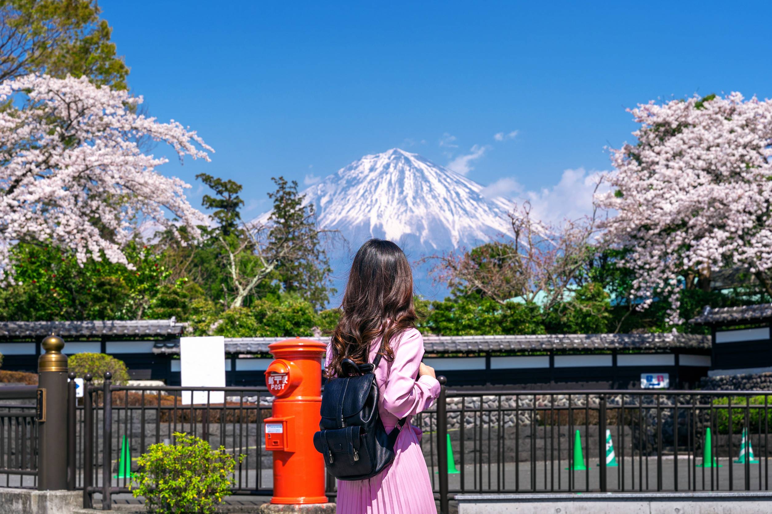 Tourist Looking At Fuji Mountain And Cherry Blossom In Spring Fujinomiya In Japan