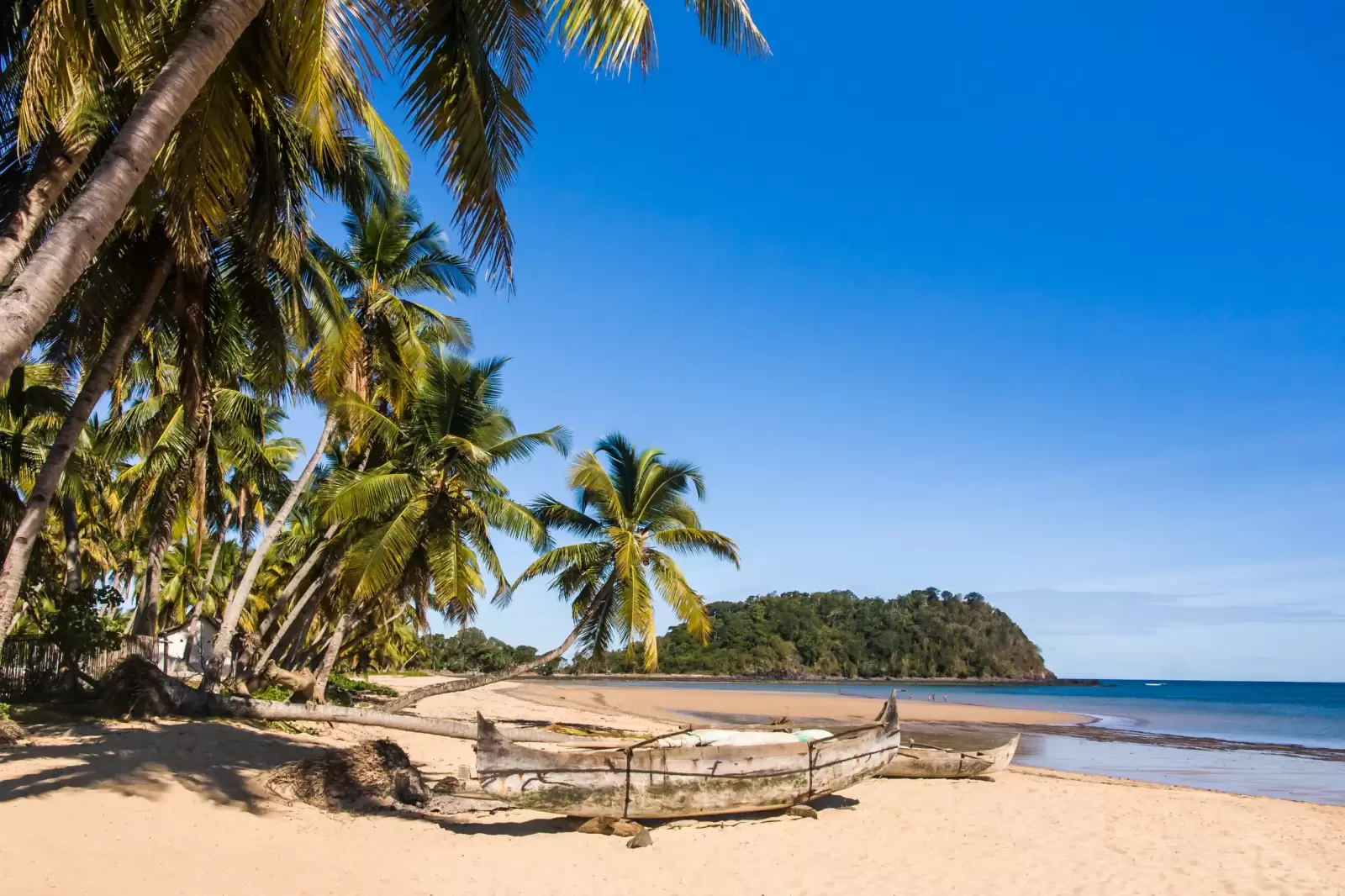 tropical sandy beach seascape with palm trees